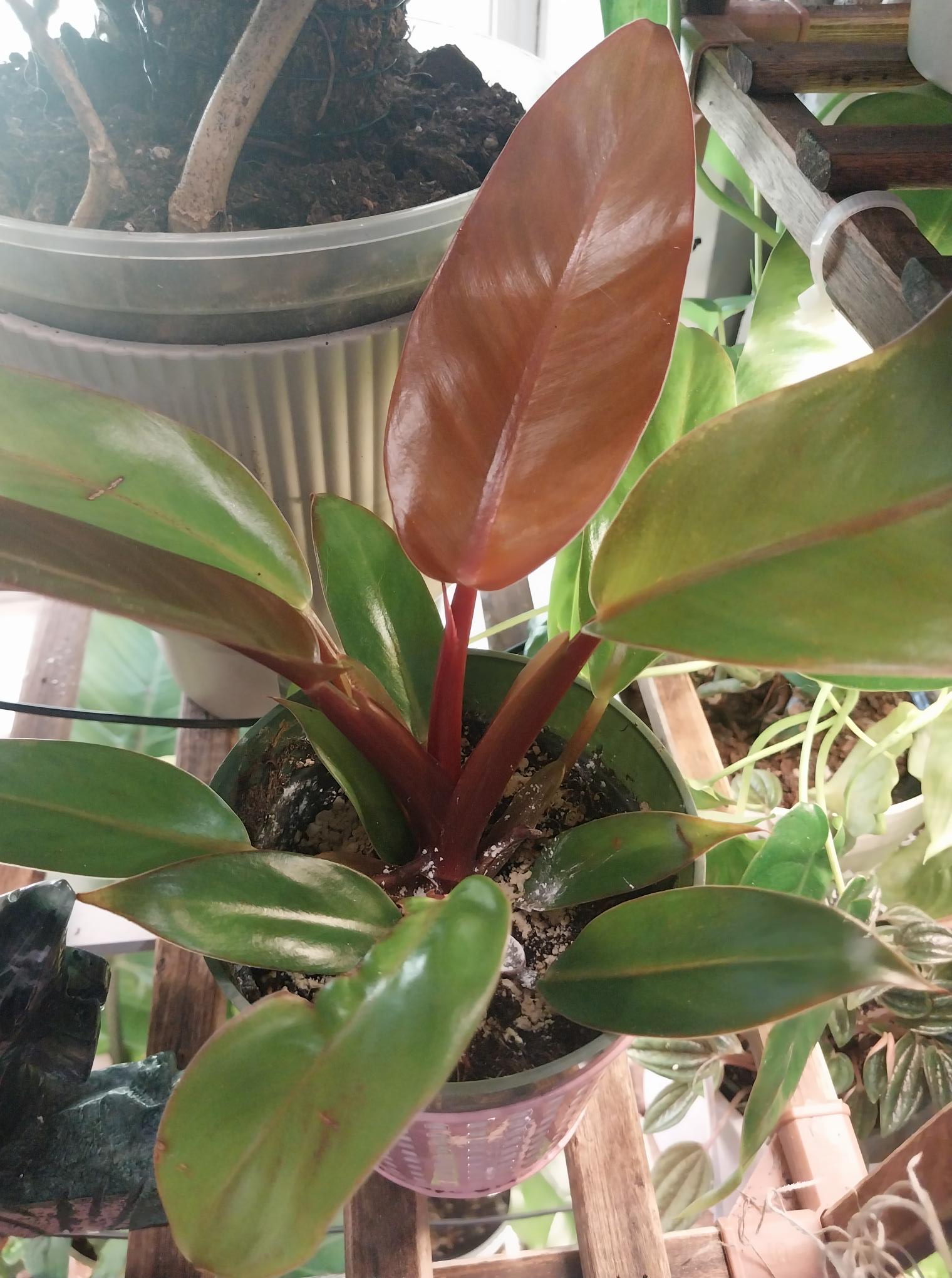 Philodendron Prince Of Orange