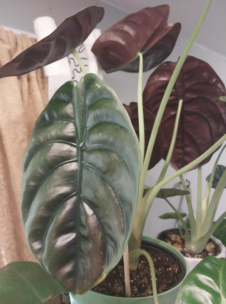 Alocasia Cuprea