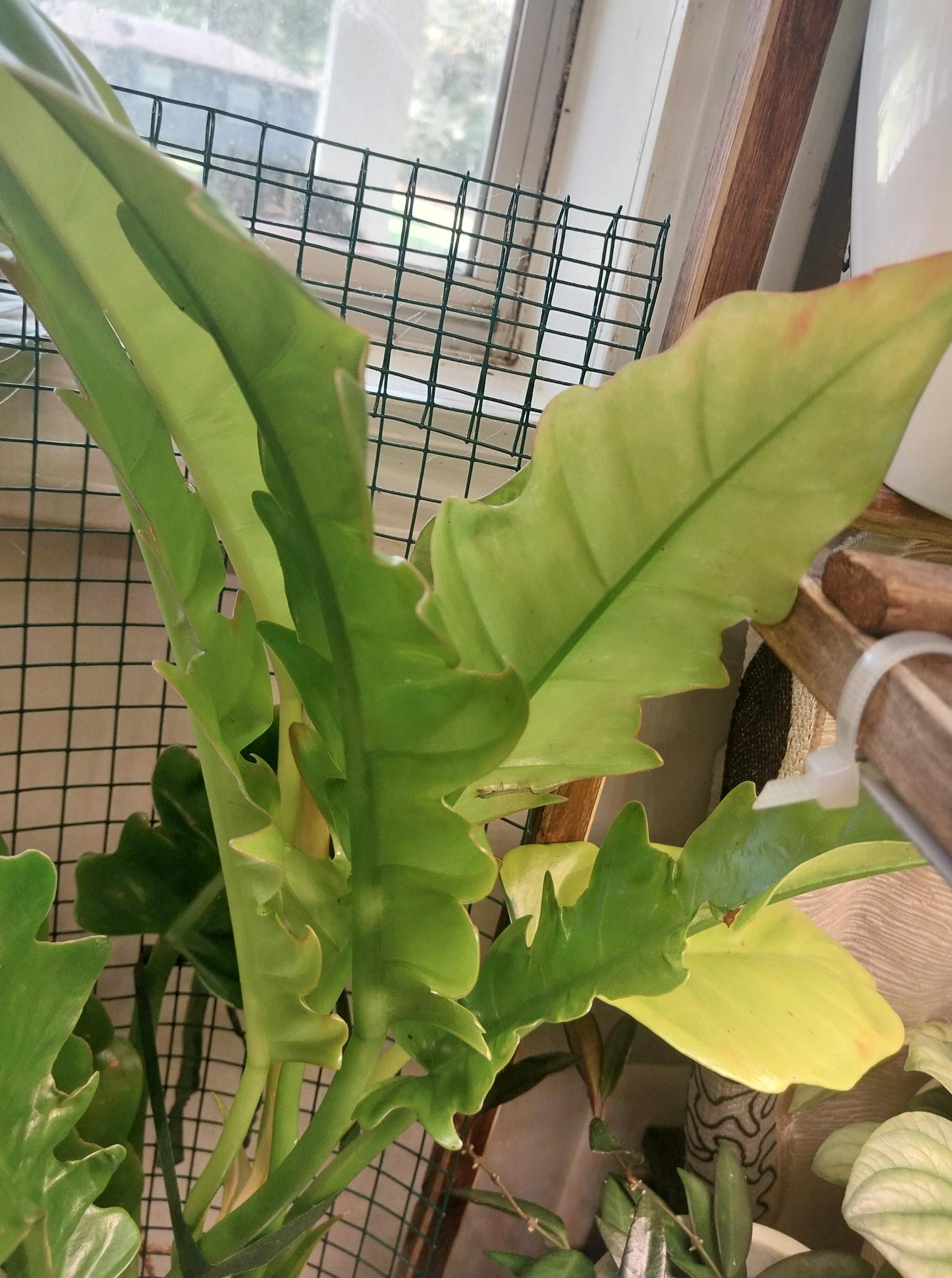 Philodendron Golden Crocodile