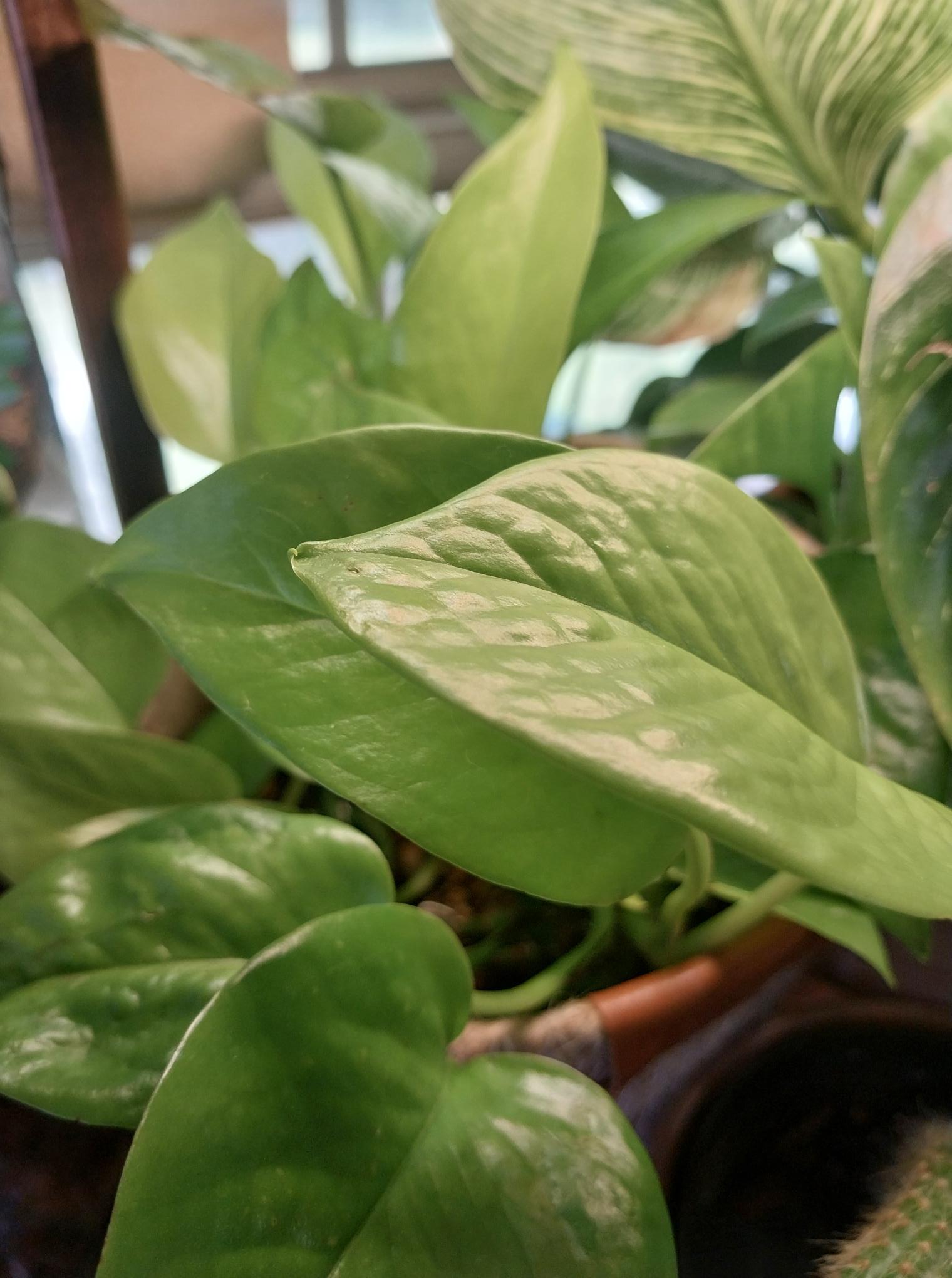 Neon Pothos