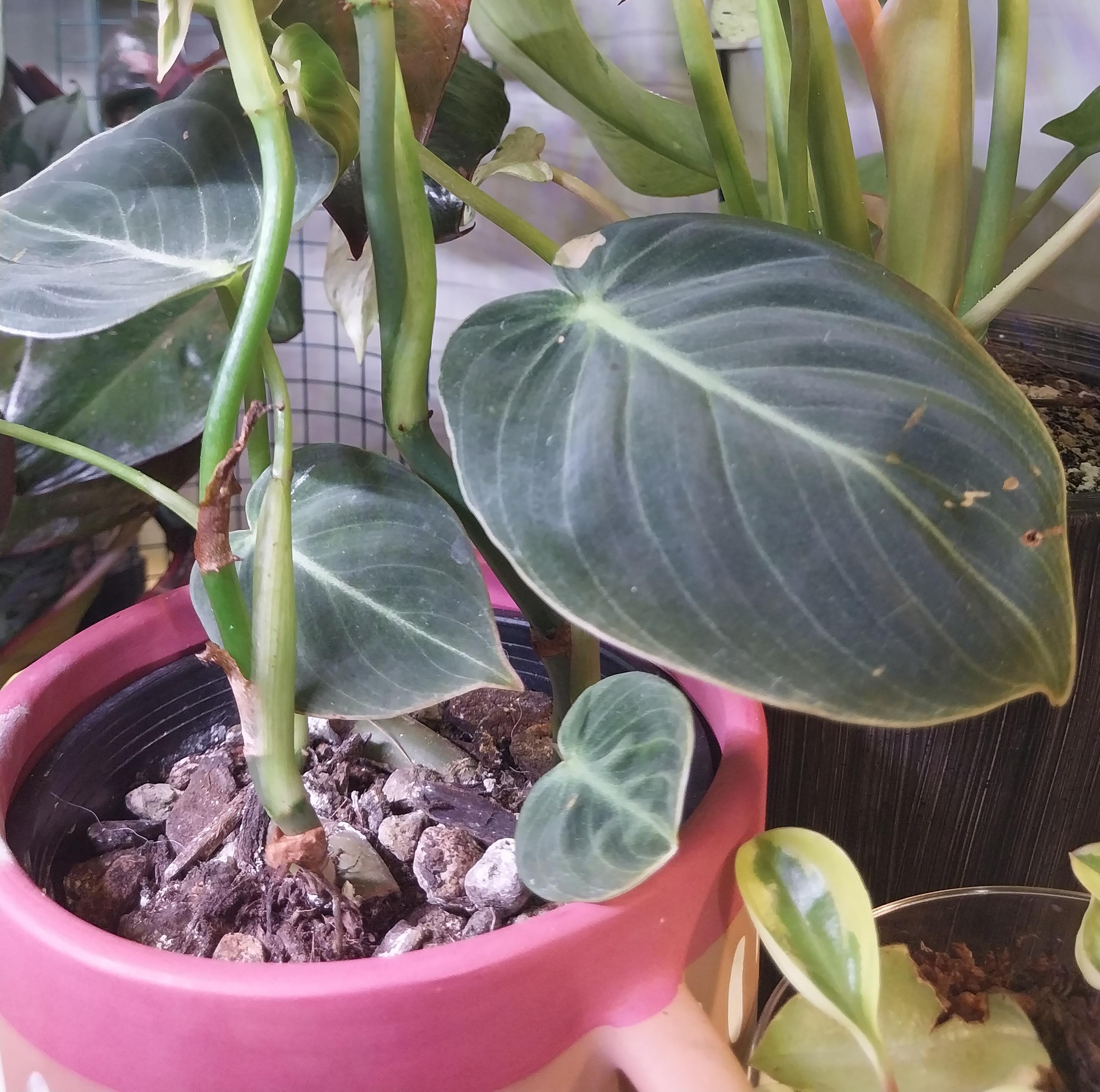 Philodendron Melanochrysum