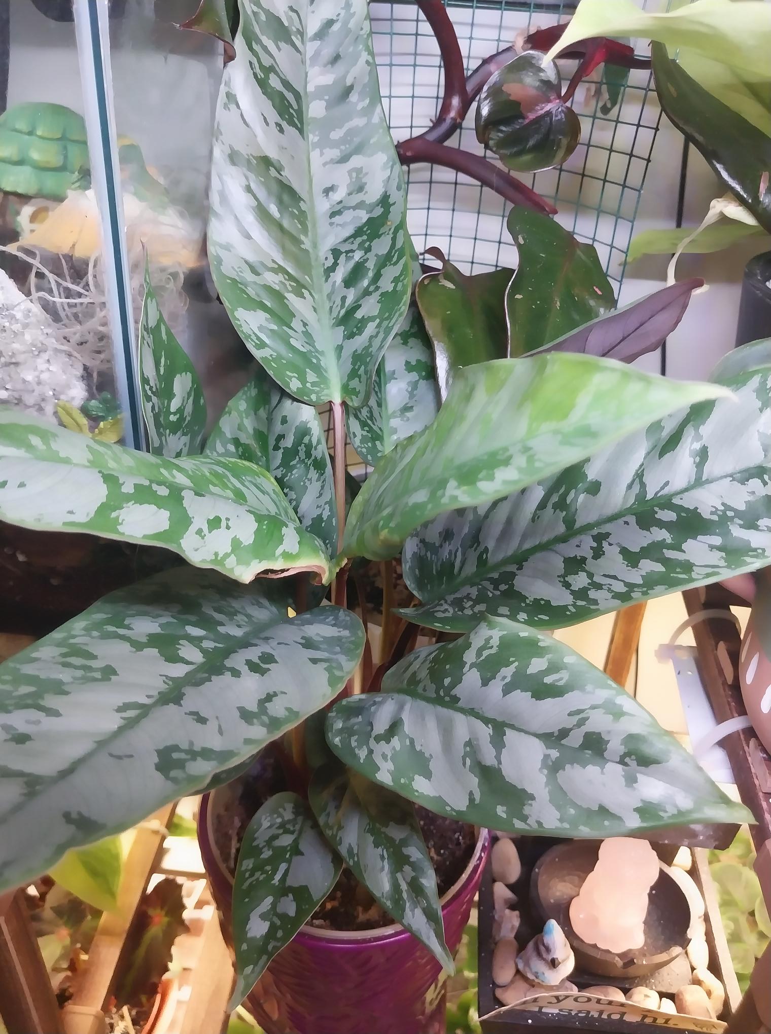 Appabolis Acuminatissima