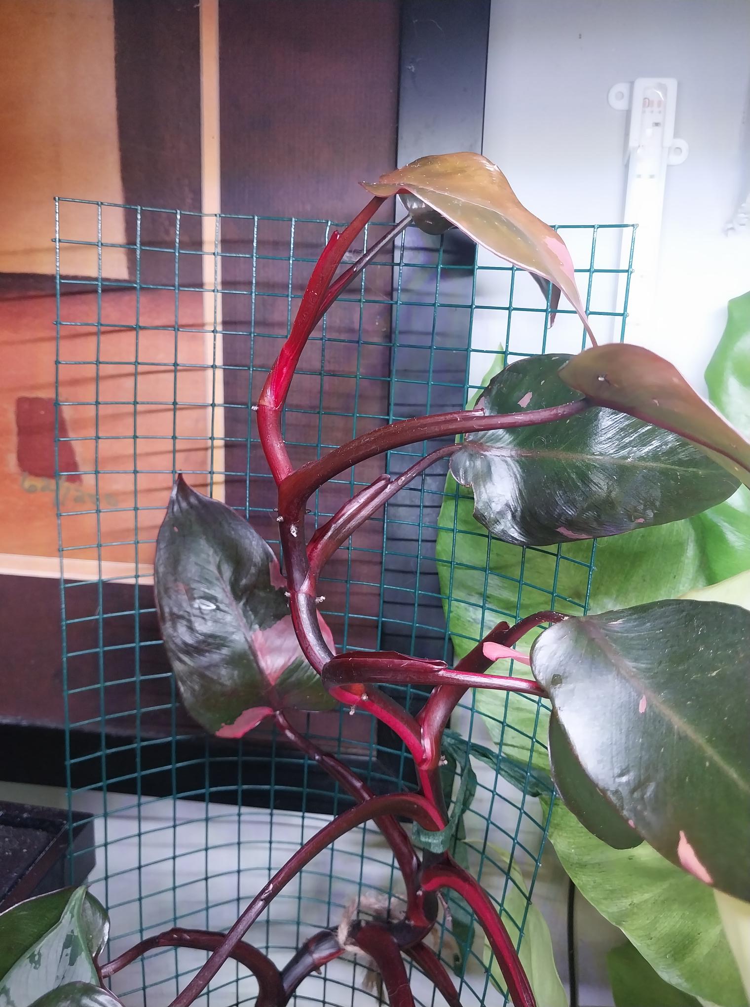 Philodendron Pink Princess