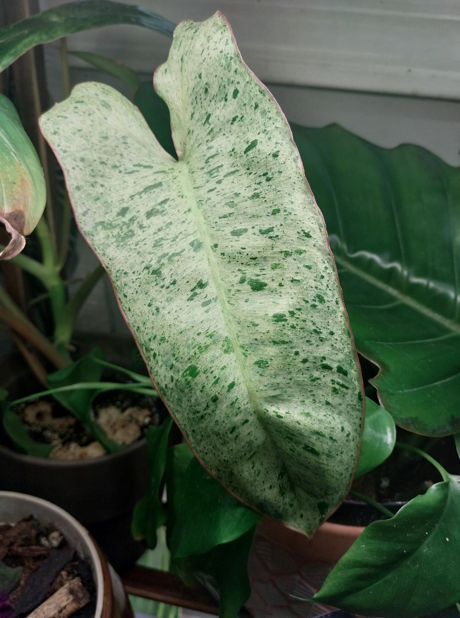 Philodendron Paraiso Verde