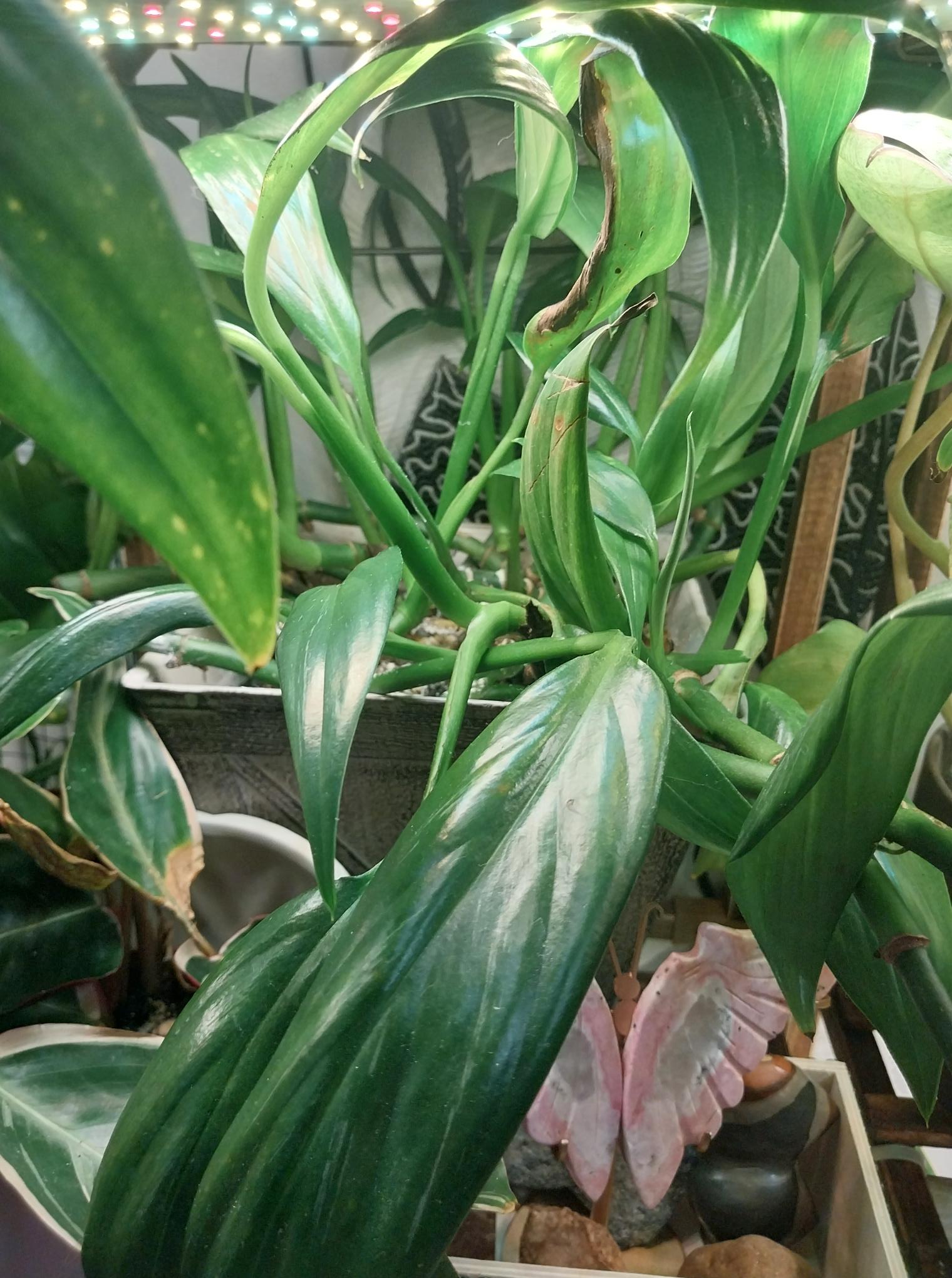 Silver Streak Pothos