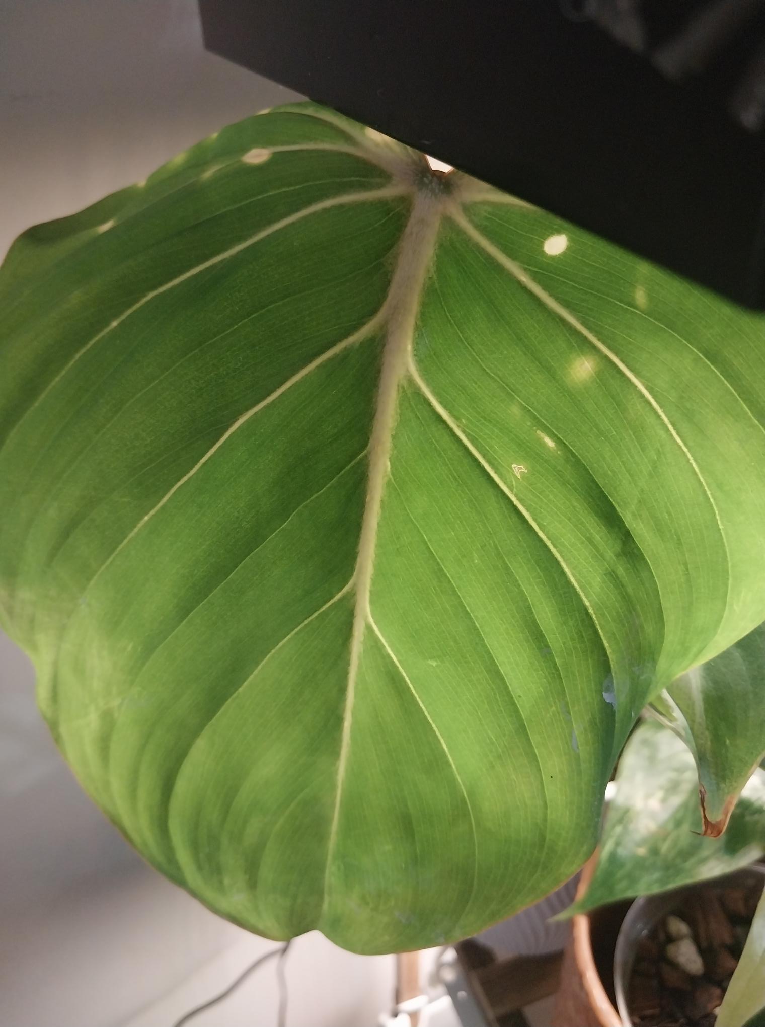 Philodendron Gloriosum