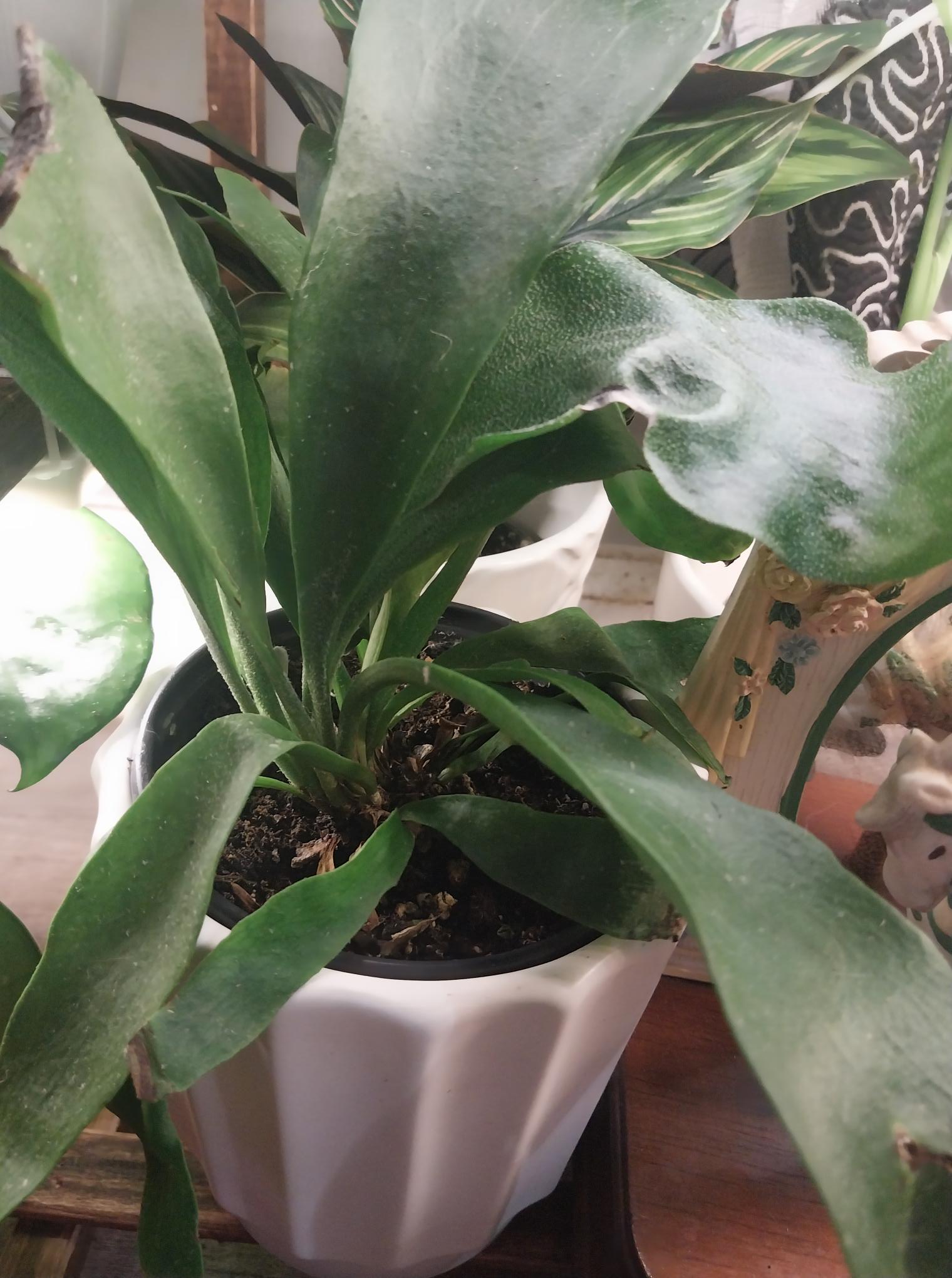 Staghorn Fern