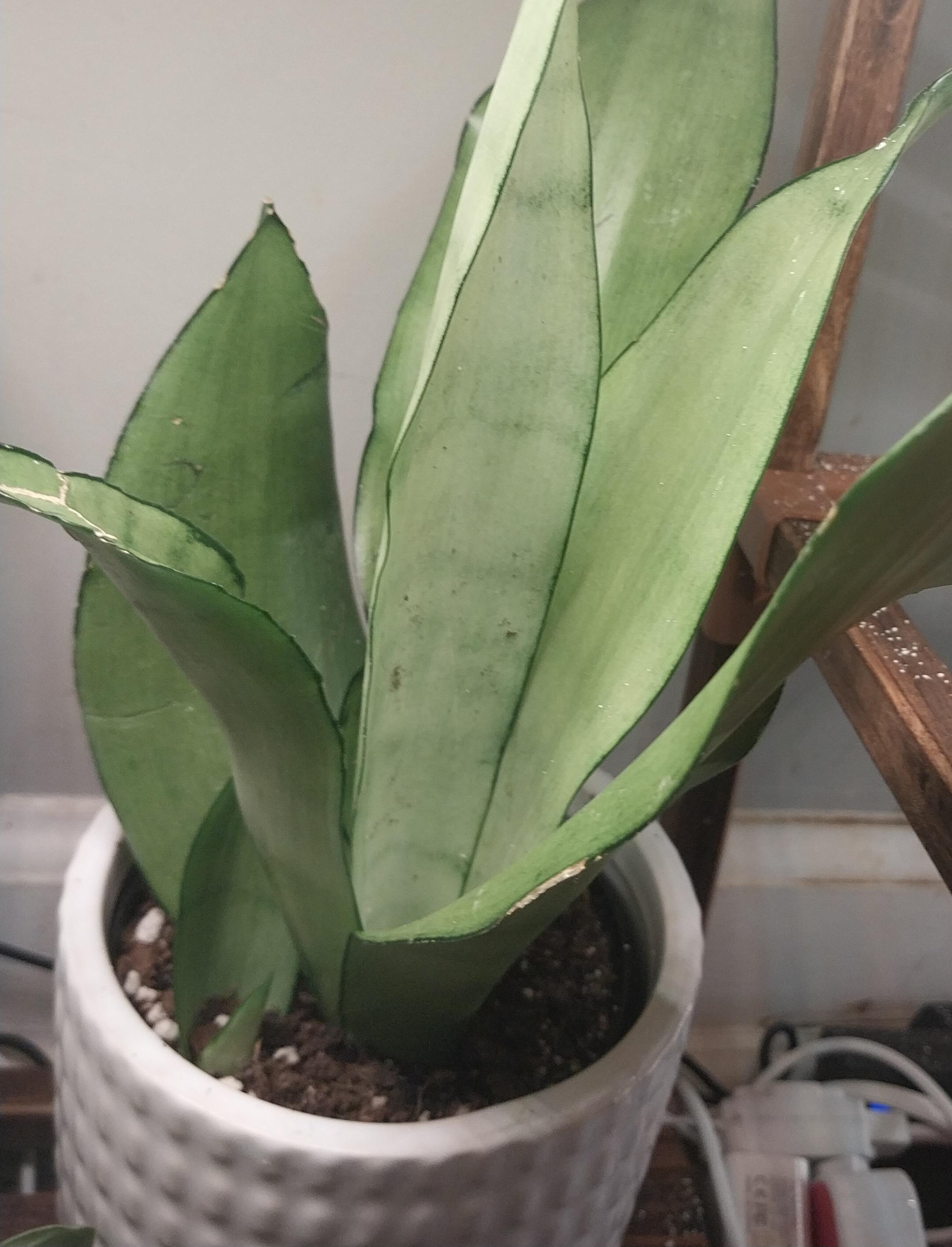 Moonshine Sanseveria