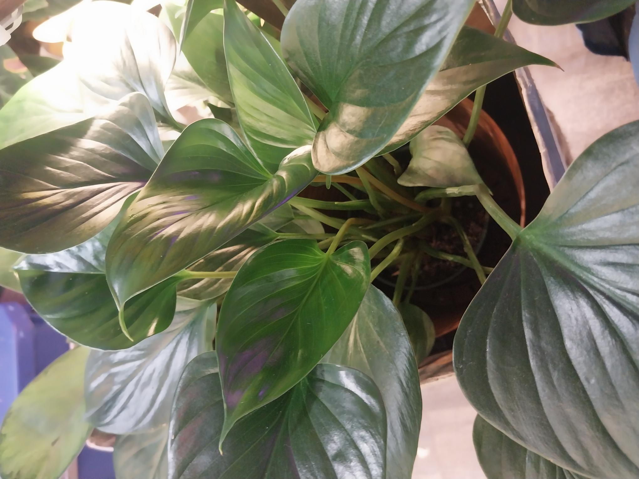 Homolamena Emerald Gem