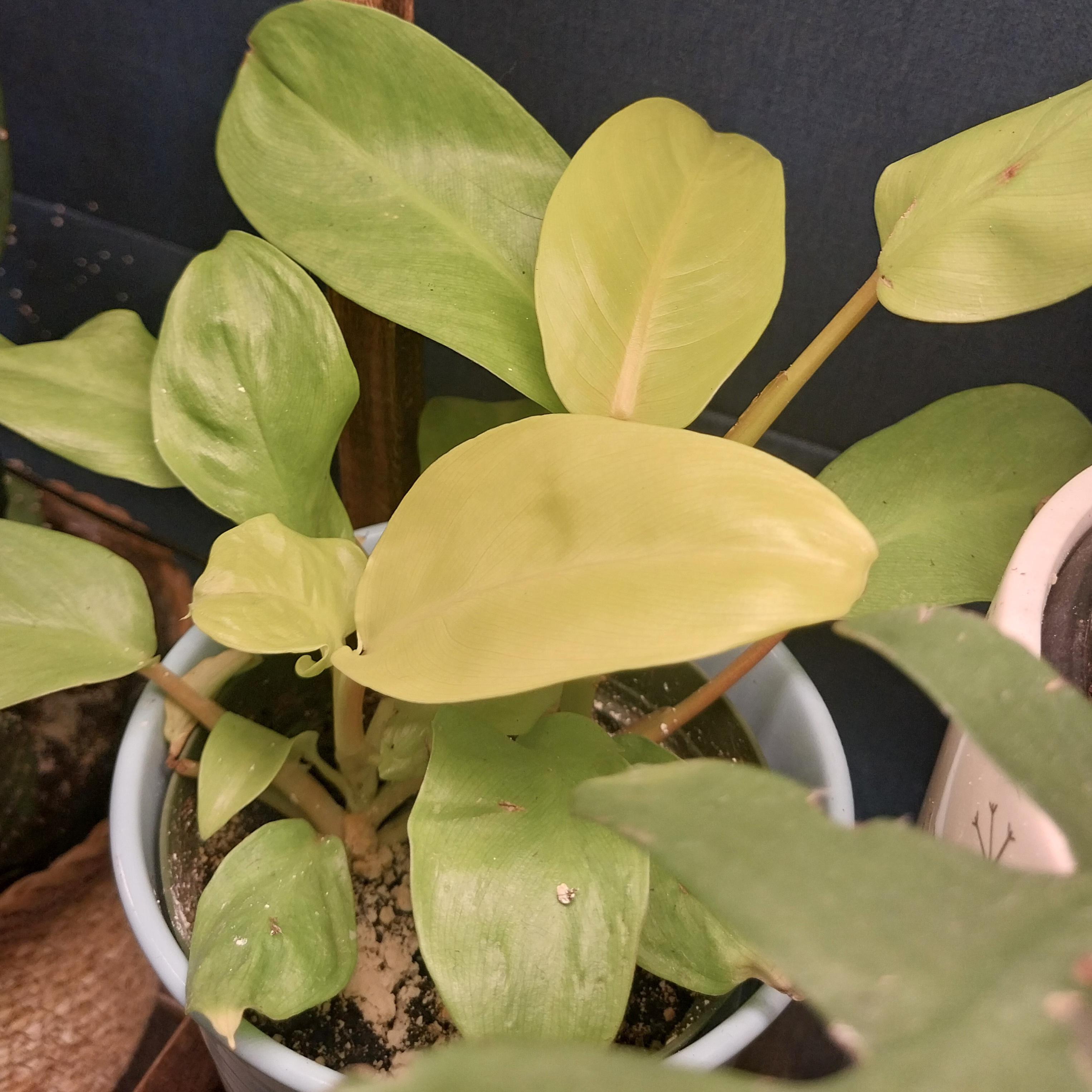 Philodendron Golden Princess