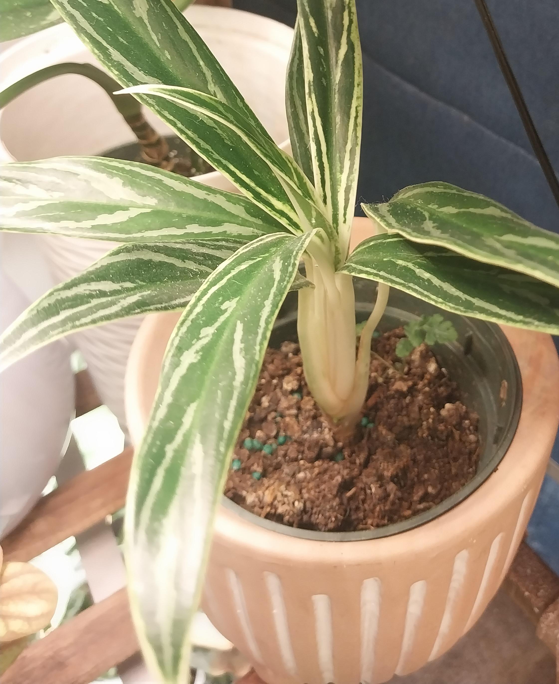 Aglaonema Zebra Feathers