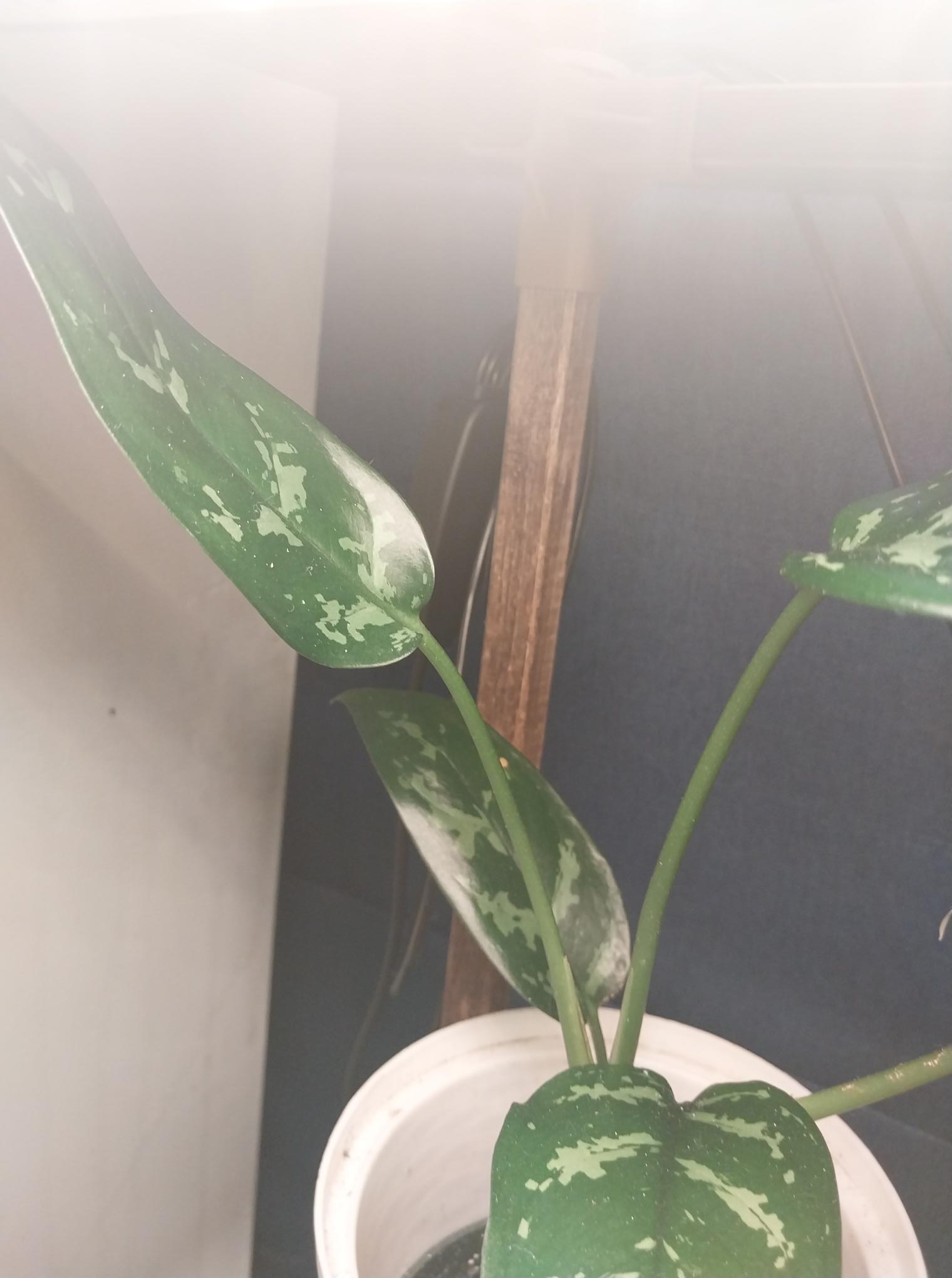 Aglaonema Maria