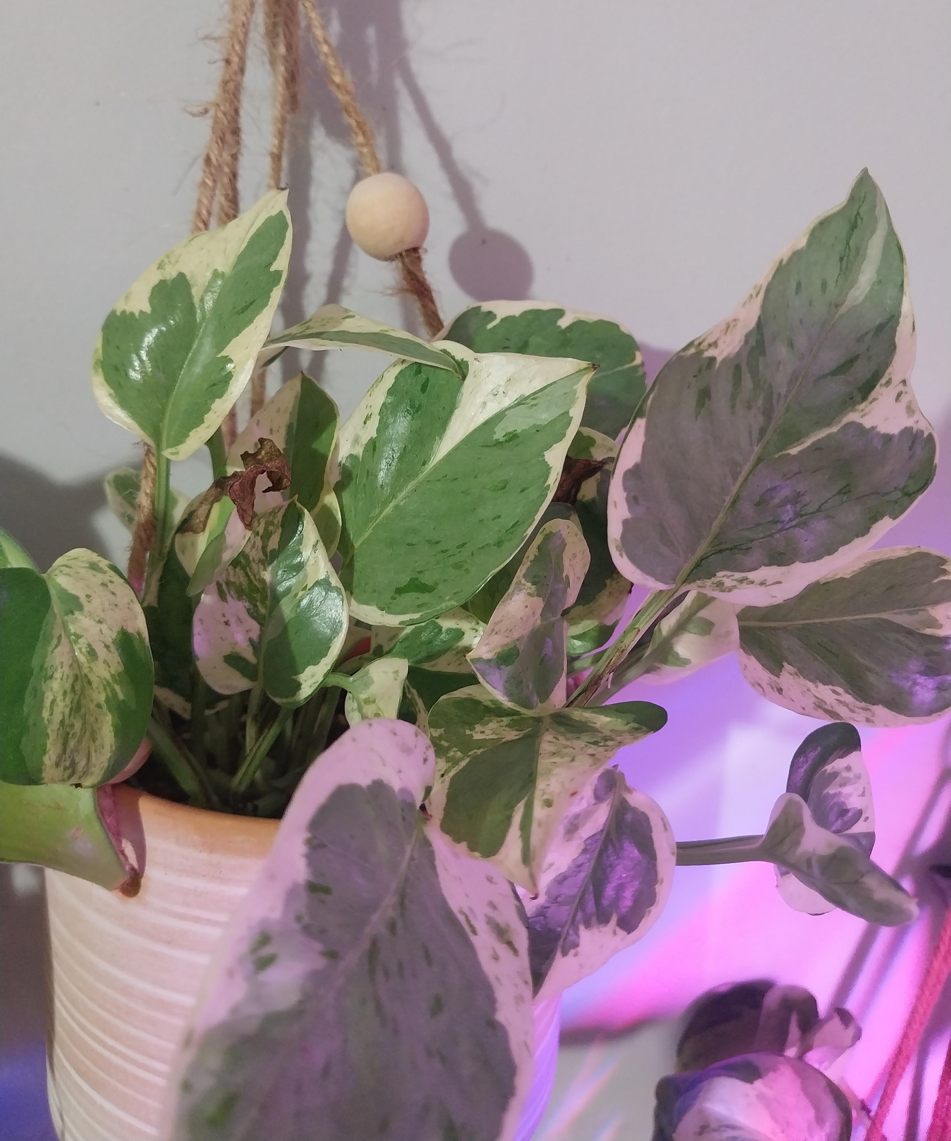 Pearls and Jade Pothos