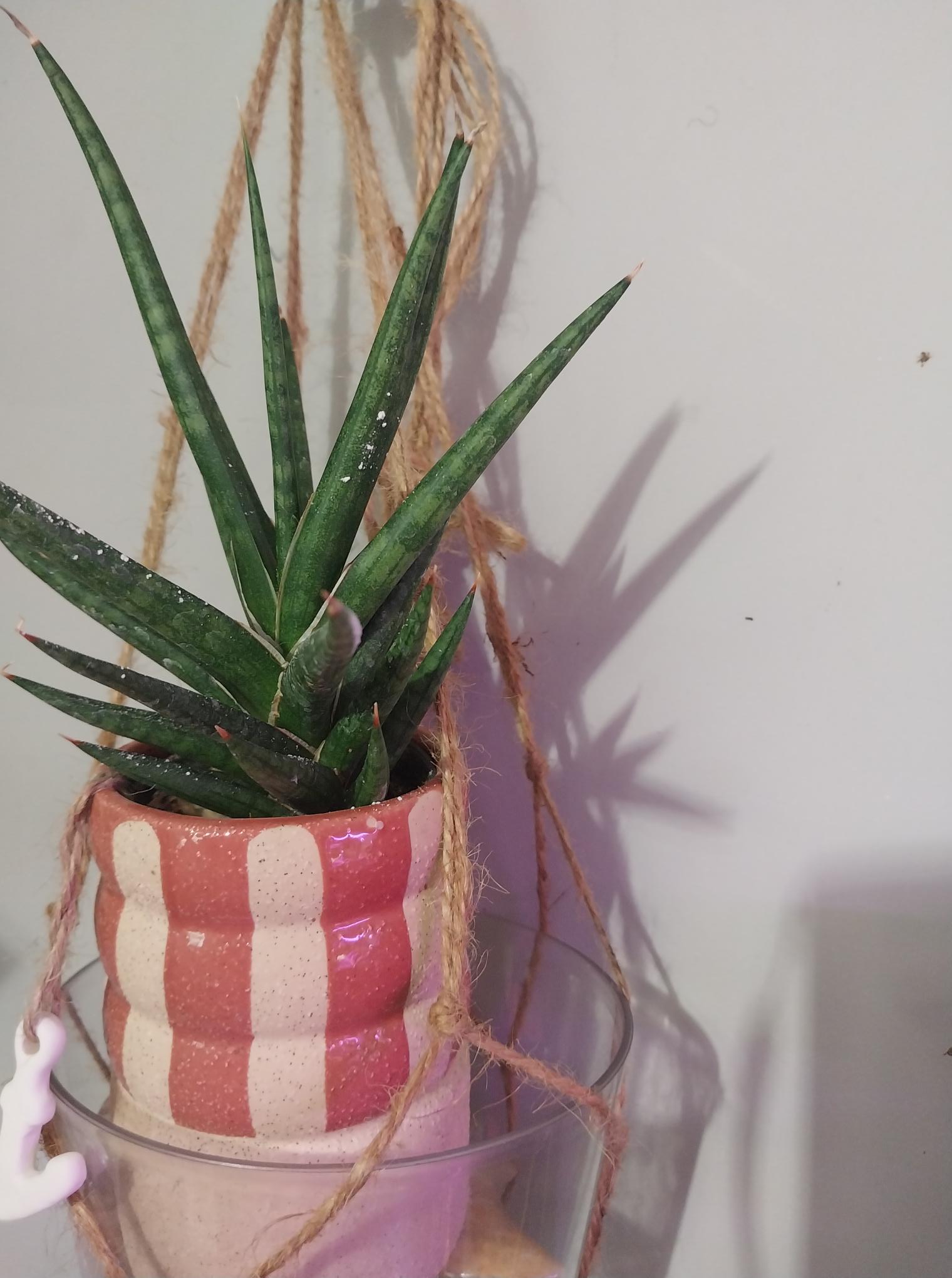 Sanseveria Francisssi