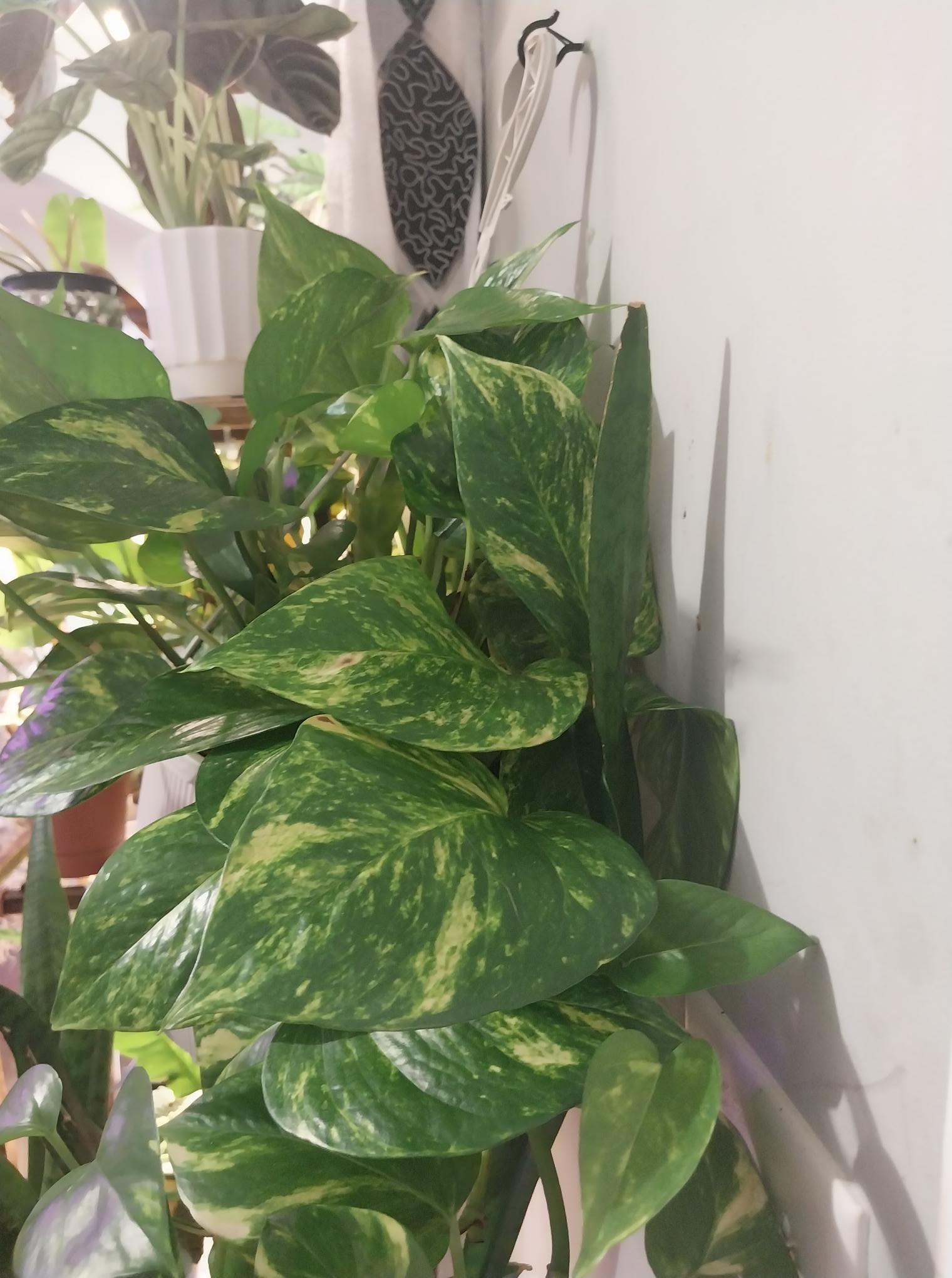 Fernando's Fire Pothos