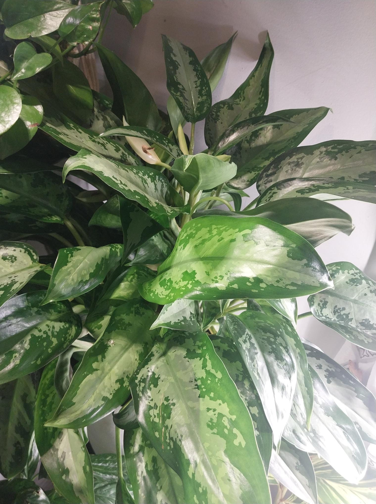 Aglaonema Silver Bay