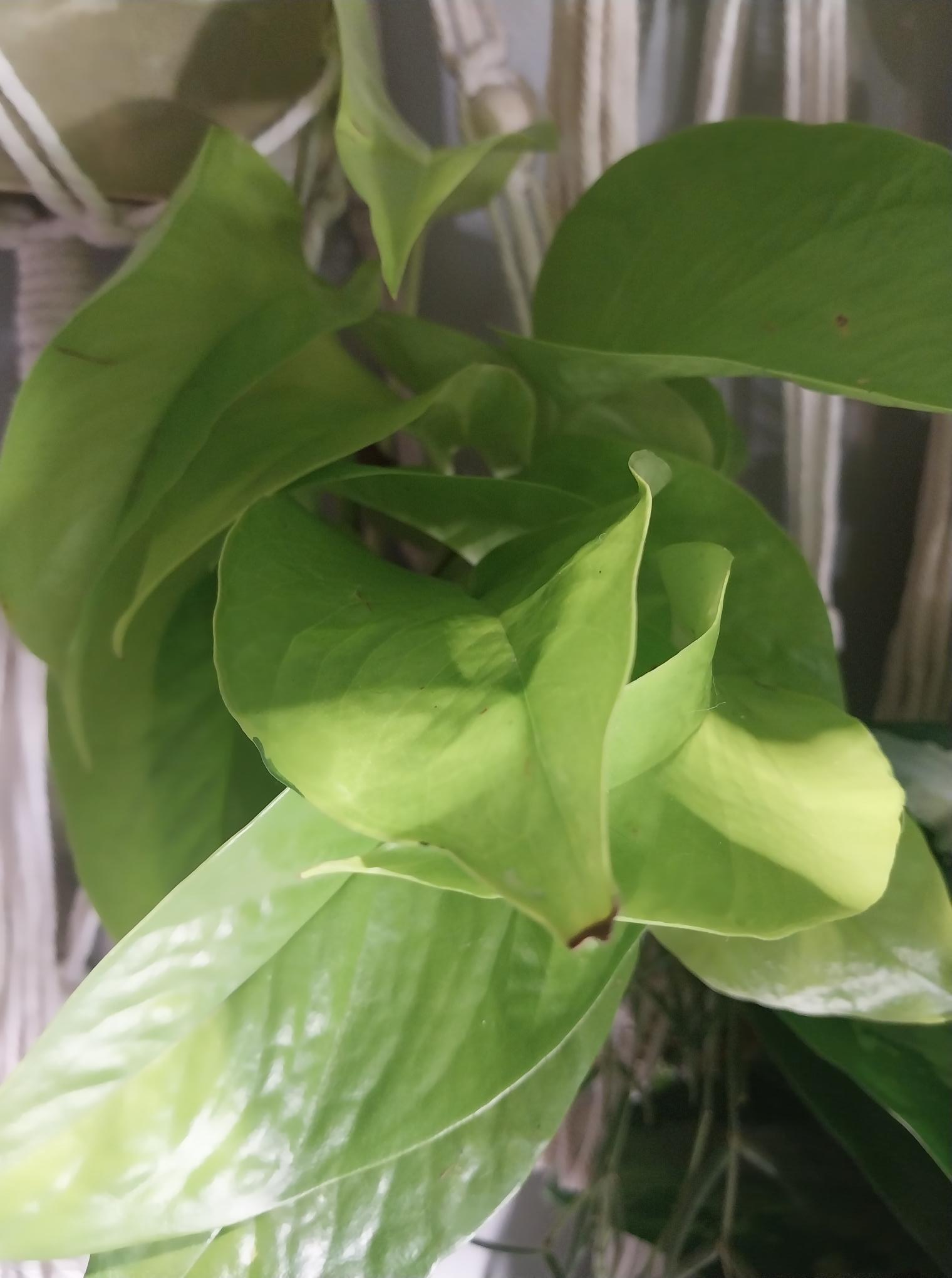 Neon Heartleaf Philodendron