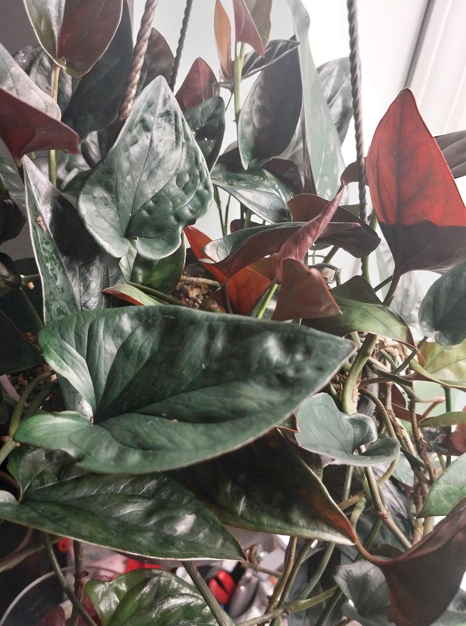 Red Arrow Syngonium