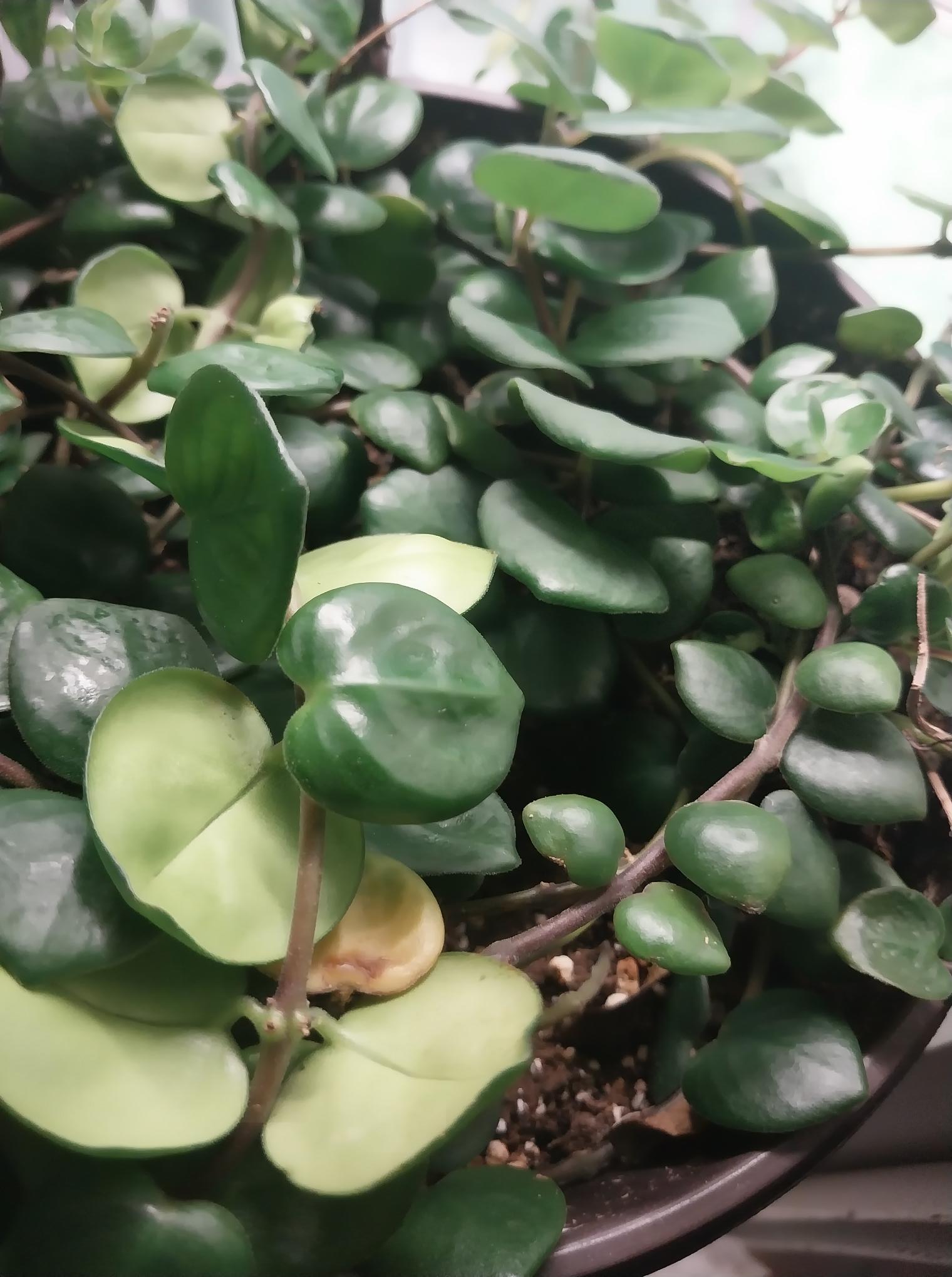 Thai Pink Lipstick Plant