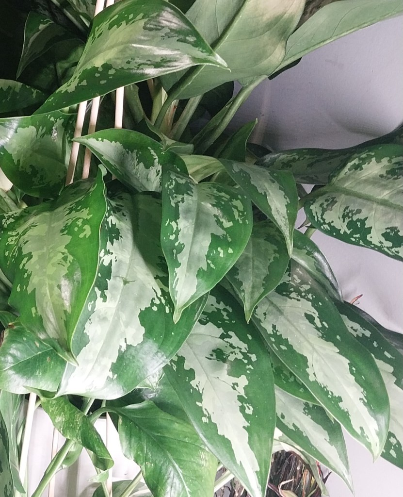 Agleonema Silver Bay