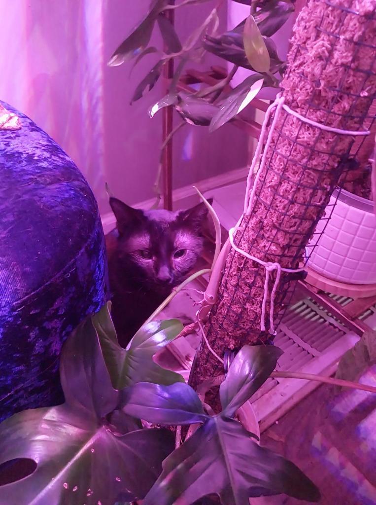Smokey hiding amongst the plants