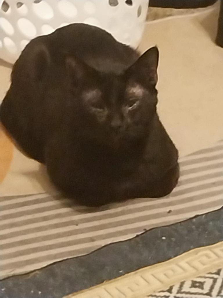 Smokey The Black Cat